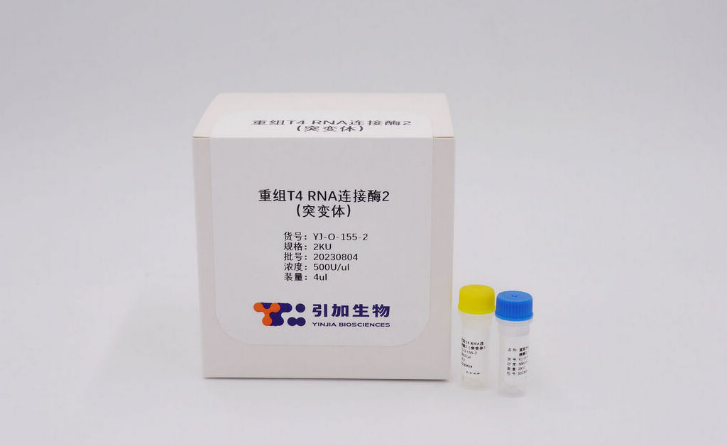 重組 T4 RNA 連接酶2（突變體(tǐ)）